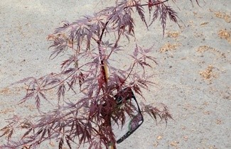 Afbeelding Japanse Esdoorn 'Firecracker' - Acer palmatum 'Firecracker'
