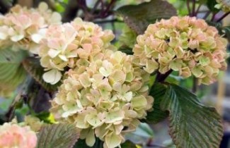 Afbeelding Japanse Sneeuwbal 'Pink Sensation' - Viburnum plicatum 'Pink Sensation'