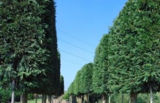 Afbeelding Conifeer cypres - Cupressocyparis leylandii