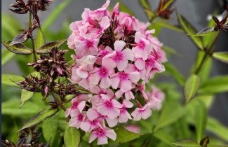 Afbeelding Vlambloem 'Bright Eyes' - Phlox paniculata 'Bright Eyes'