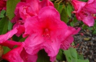 Afbeelding Rododendron 'Anna Rose Whitney' - Rhododendron 'Anna Rose Whitney'