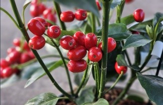 Afbeelding Broodboom 'Rozannie' - Aucuba japonica 'Rozannie'
