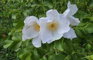 Afbeelding Witte botanische roos - Rosa Rugosa 'Alba'