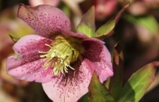 Afbeelding Nieskruid - Helleborus orientalis per kist a 24 st.