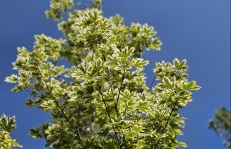 Afbeelding Gevlekte Noorse Esdoorn - Acer platanoides 'Drummondii'