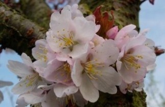 Afbeelding Sierkers - Prunus 'Spire'