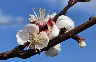 Afbeelding Abrikoos 'Tros Oranje' - Prunus armeniaca 'Tros Oranje'