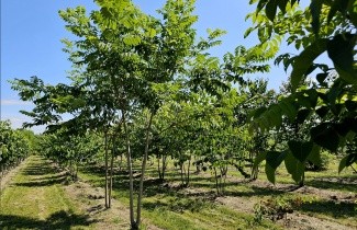 Afbeelding Amur kurkboom - Phellodendron amurense