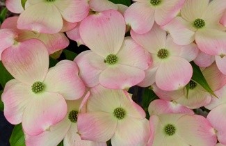 Afbeelding Kornoelje 'Stellar Pink' - Cornus 'Stellar Pink'