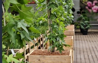 Afbeelding Amberboom 'Slender Silhouette' - Liquidambar styraciflua 'Slender Silhouette'