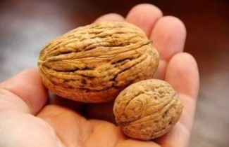 Afbeelding Walnoot, Reuzennoot - Juglans regia 'Lange van Lod'