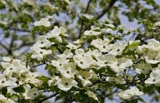 Afbeelding Grootbloemige kornoelje - Cornus 'Eddie's White Wonder'
