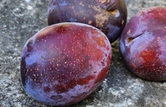 Afbeelding Pruim 'Bleu de Belgique' - Prunus domestica 'Bleue de Belgique'