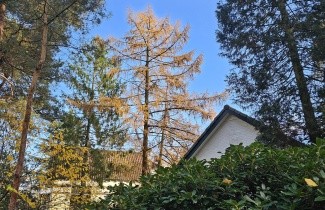 Afbeelding Japanse Larix - Larix kaempferi