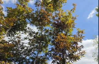 Afbeelding Japanse esdoorn - Acer palmatum 'Musashino'