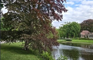 Afbeelding Rode Beuk 'Atropunicea' - Fagus sylvatica 'Atropunicea'