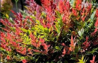 Afbeelding Hemelse bamboe 'Obsessed' - Nandina domestica 'Obsessed'