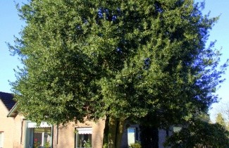 Afbeelding Scherpe Hulst - Ilex aquifolium