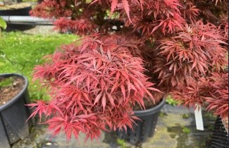 Afbeelding Japanse Esdoorn 'Jerre Schwartz' - Acer palmatum 'Jerre Schwartz'