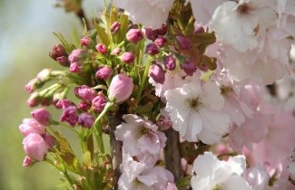 Afbeelding Japanse sierkers 'Amanogawa' - Prunus serrulata 'Amanogawa'