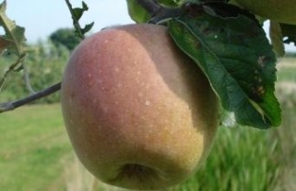 Afbeelding Droogappel 'Dubbele Binderzoet' - Malus domestica 'Dubbele Binderzoet'