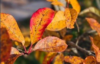 Afbeelding Zwarte tupeloboom 'Wildfire' - Nyssa sylvatica 'Wildfire'