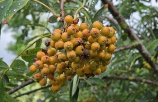 Afbeelding Lijsterbes - Sorbus aucuparia