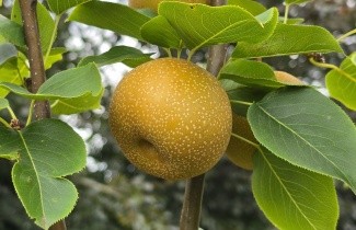 Afbeelding Japanse Nashi Peer - Pyrus pyrifolia 'Hosui'
