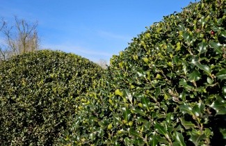 Afbeelding Blauwe Hulst - Ilex meserveae 'Blue Angel'