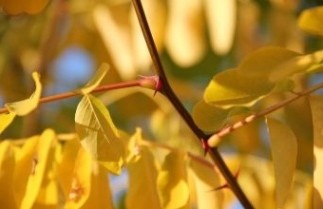 Afbeelding Gele Acacia - Robinia pseudoacacia 'Frisia'
