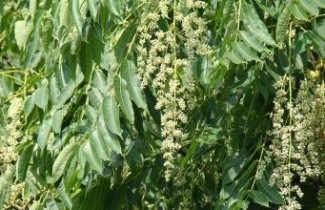 Afbeelding Toona - Toona sinensis