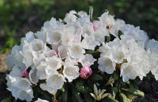 Afbeelding Rododendron 'Edelweiss' - Rhododendron Yakushimanum 'Edelweiss'