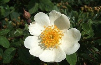Afbeelding Bosroos - Rosa arvensis