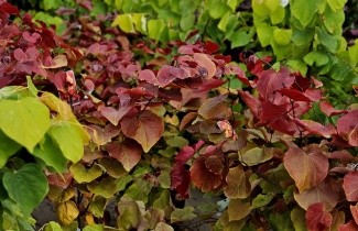 Afbeelding Amerikaanse Judasboom 'Merlot' - Cercis canadensis 'Merlot'