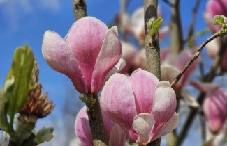 Afbeelding Magnolia 'Lennei' - Magnolia soulangeana 'Lennei'