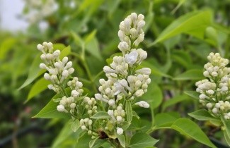 Afbeelding Sering 'Madame Lemoine' - Syringa vulgaris 'Madame Lemoine'