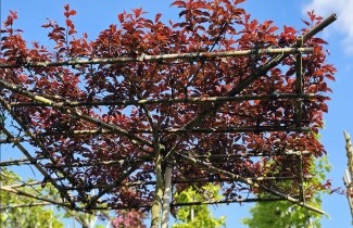 Afbeelding Roodbladige kerspruim - Prunus cerasifera 'Nigra'