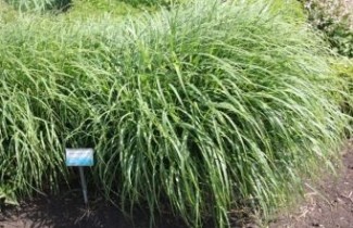 Afbeelding Prachtriet 'Little Zebra' - Miscanthus sinensis 'Little Zebra'