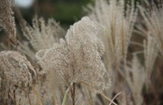 Afbeelding Prachtriet 'Malepartus' - Miscanthus sinensis 'Malepartus'