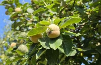 Afbeelding Kweepeer - Cydonia oblonga 'Champion'