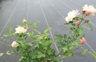 Afbeelding Heesterroos 'Aspirin Rose' - Rosa (H) Aspirin Rose