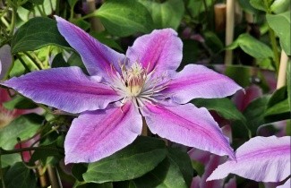 Afbeelding Bosrank 'Dr Ruppel' - Clematis 'Dr Ruppel'