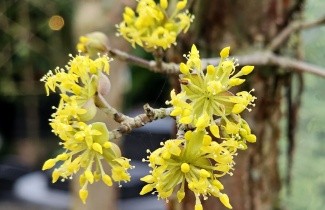 Afbeelding Japanse kornoelje - Cornus officinalis