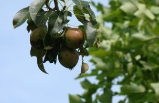 Afbeelding Handpeer 'Jut' - Pyrus communis 'Jut'