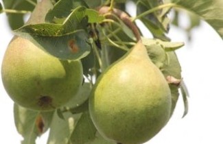 Afbeelding Handpeer 'Triomphe de Vienne' - Pyrus communis 'Triomphe de Vienne'