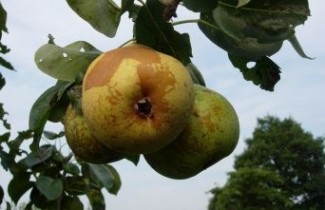 Afbeelding Suikerpeer - Pyrus communis 'NH suikerpeer'