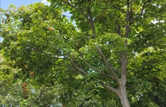 Afbeelding Japanse kornoelje var chinensis - Cornus kousa var chinensis- hoogstam