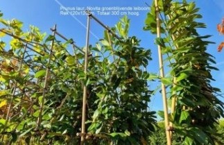 Afbeelding Laurierkers - Prunus laurocerasus