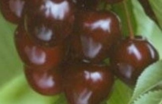 Afbeelding Kers "Sam" - Prunus avium 'Sam'