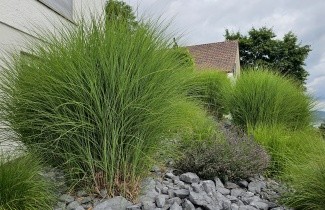 Afbeelding Prachtriet 'Gracillimus' - Miscanthus sinensis 'Gracillimus'